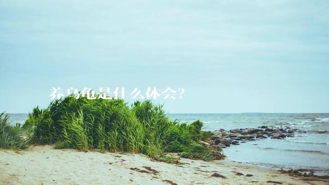 养乌龟是什么体会？
